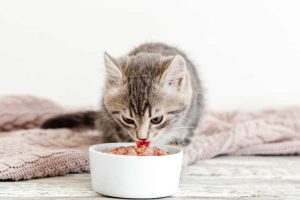 Variasi Makanan Kucing Proplan​ Untuk Dipilih Sesuai Kebutuhan