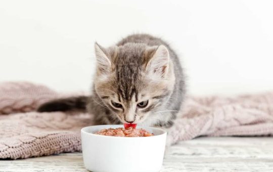Variasi Makanan Kucing Proplan​ Untuk Dipilih Sesuai Kebutuhan