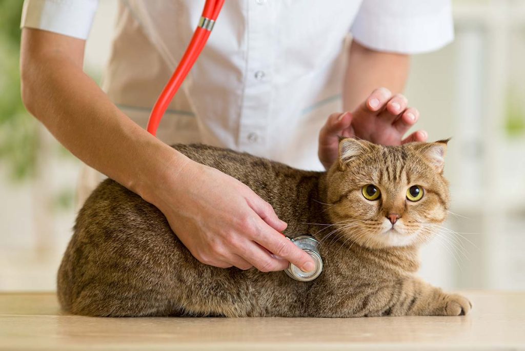 Pentingnya Sterilisasi Kucing: Memahami Proses dan Manfaat Sterilisasi Kucing