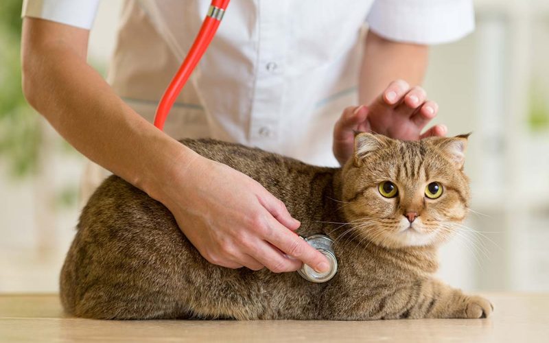 Pentingnya Sterilisasi Kucing: Memahami Proses dan Manfaat Sterilisasi Kucing