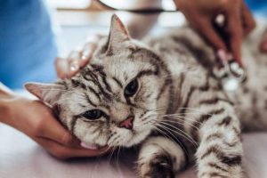 Pyometra Kucing Penyakit Berbahaya